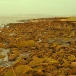 Coastal 03 Morecambe Bay UK Saltmarsh